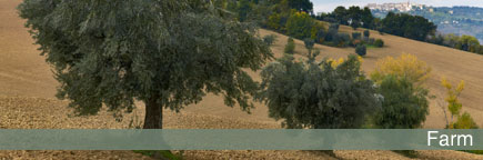 Bonfigli's farm - The olive trees